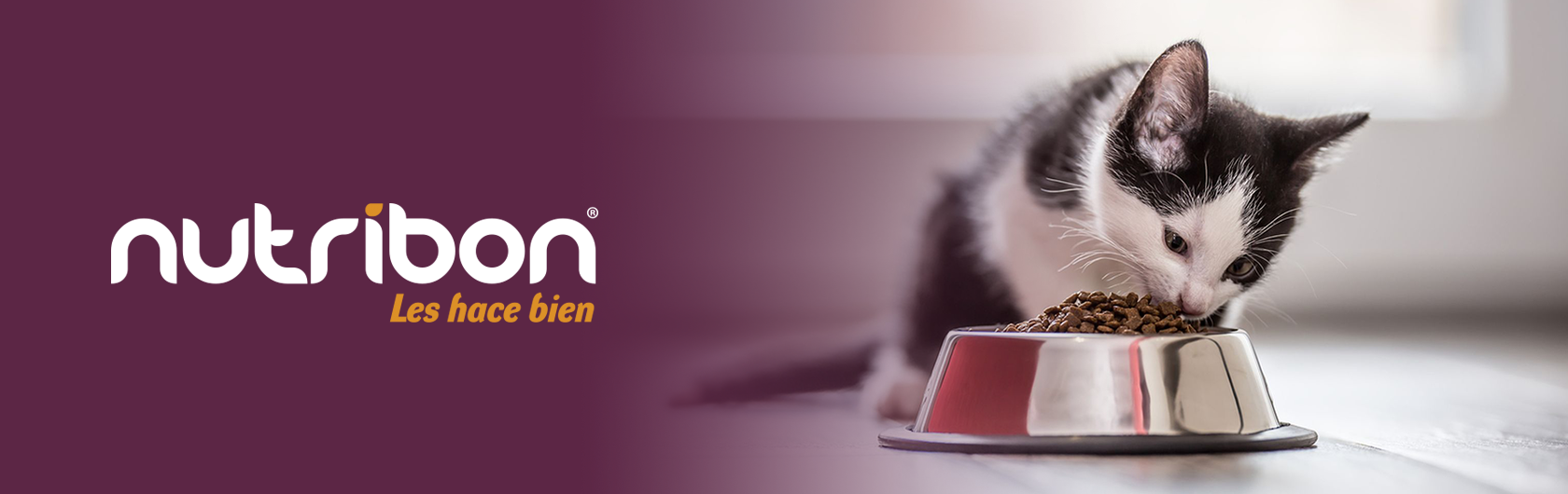 alimento para gatos cachorros y alimento para gatos adultos nutribon