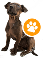 ayudame protectoras de animales nutribon alimento para mascotas