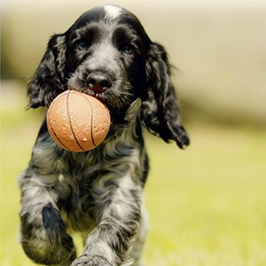 actividad fisica para perros y gatos y alimento para perros y gatos nutribon