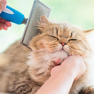 baño y cepillado de gatos alimento para gatos nutribon