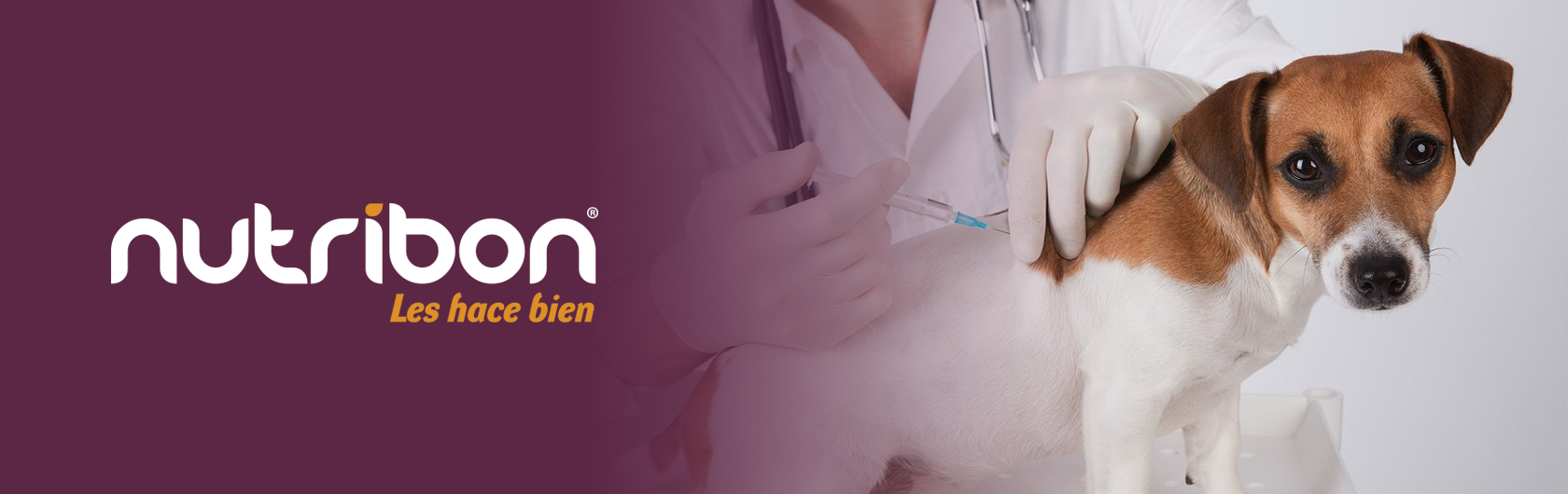 vacunacion de perros y vacunacion de gatos alimento para perros y alimento para gatos nutribon