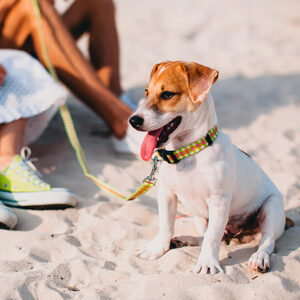alimento para perros y alimento para gatos en vacaciones de verano miniatura