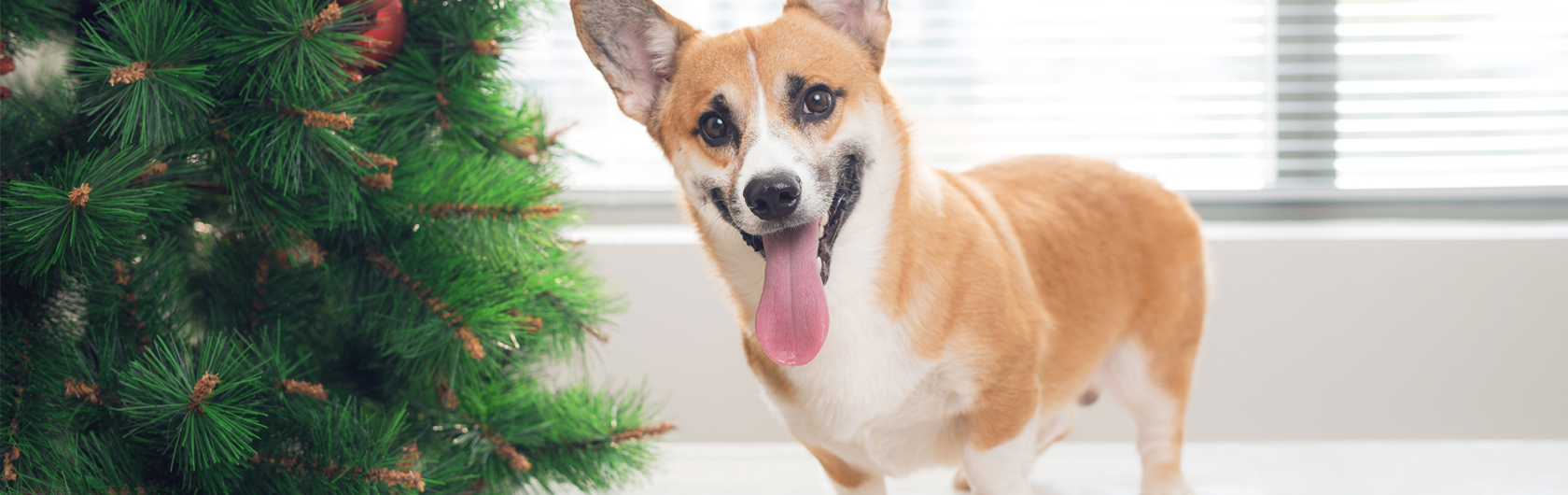 como cuidar a nuestras mascotas en las fiestas y alimento para mascotas