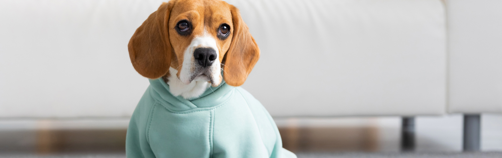 Razas de perros pequeños