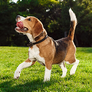 algunas caracteristicas curiosas de los perros y alimento para perros de calidad nutribon miniatura