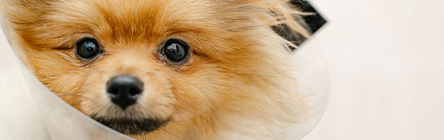 cuidados para perras hembras castracion y alimento para perros nutribon