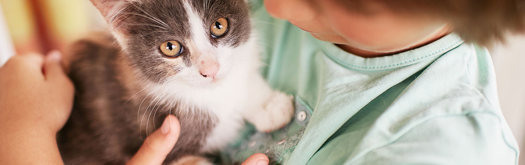 educar a los niños para tratar a los gatos y comida para gatos de calidad nutribon