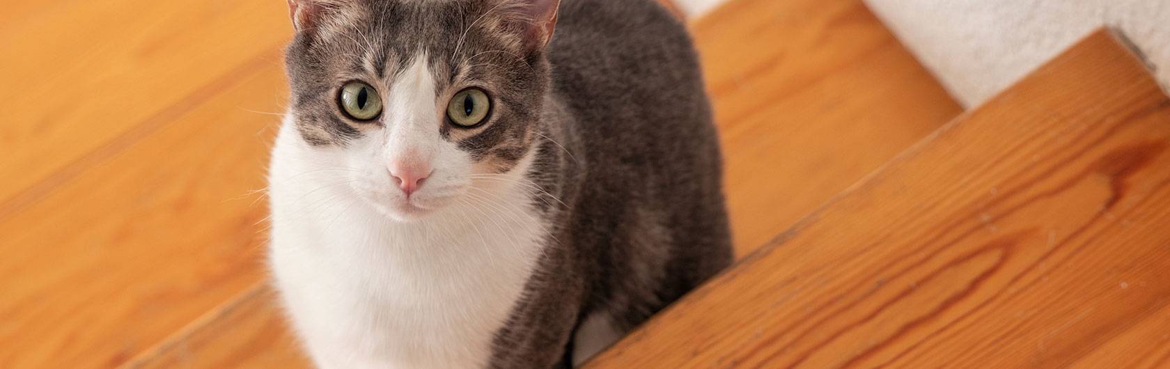 preparar el hogar para darle la bienvenida a nuestro gato y comida para gatos de calidad nutribon