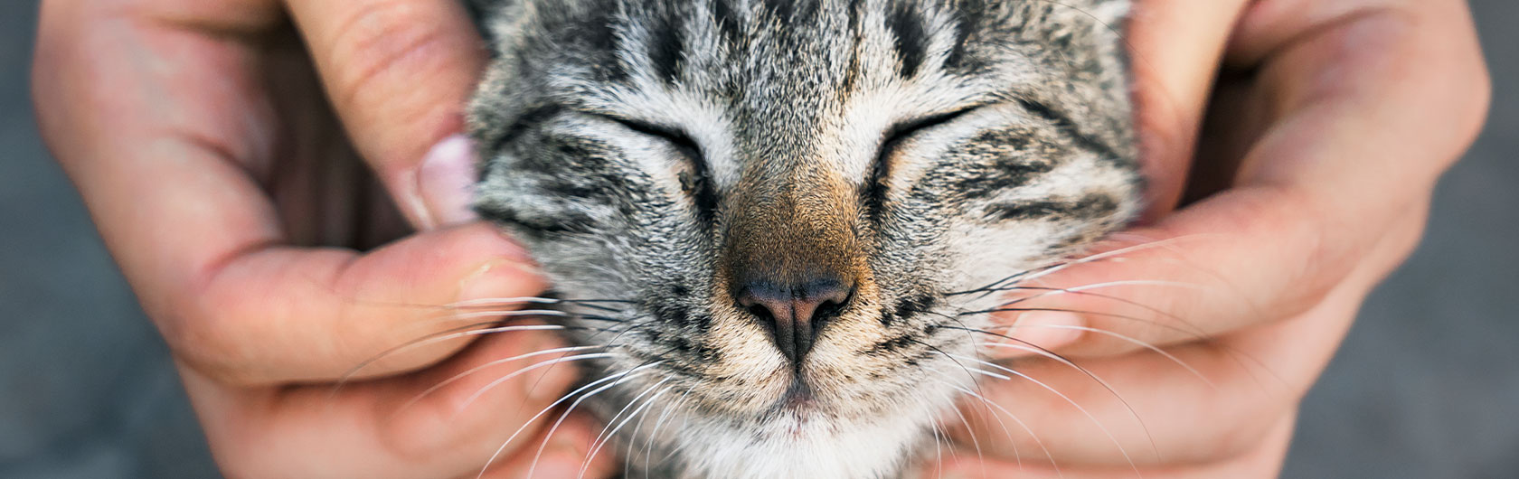 alimentar a tu gato de una manera saludable