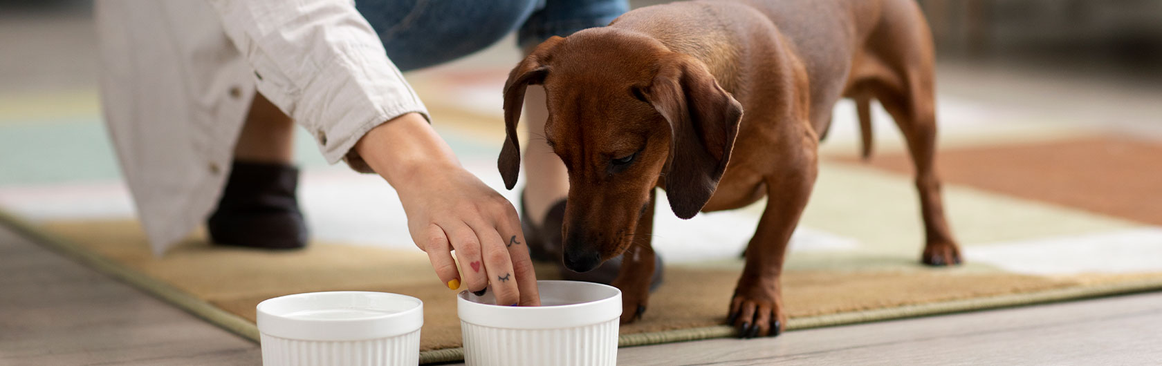 alimento para mascotas consejos basicos