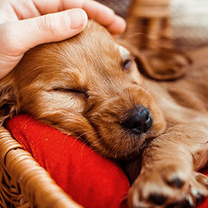 como elegir el alimento para perros cachorros miniatura