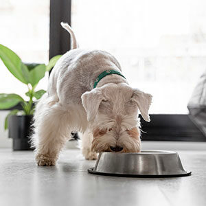 cuantas veces hay que darle alimento a un perro miniatura
