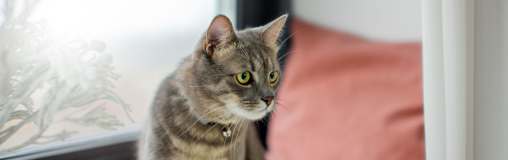 los gatos y su atracción por los ratones