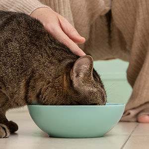 Alimento para gatos