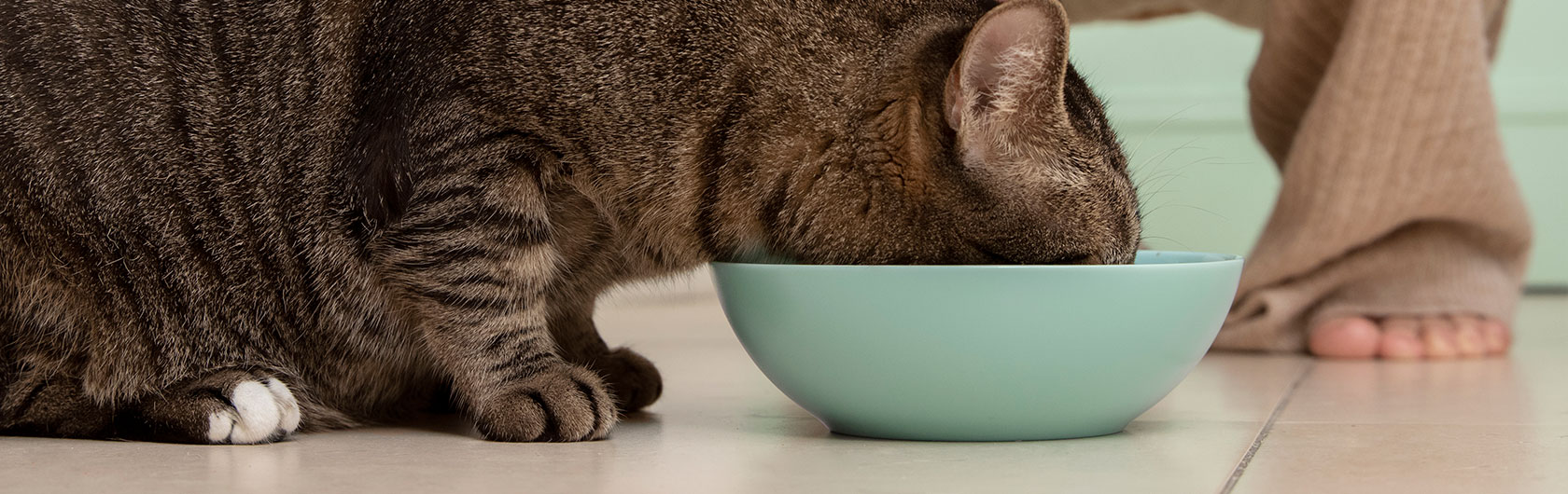 Alimento para gatos