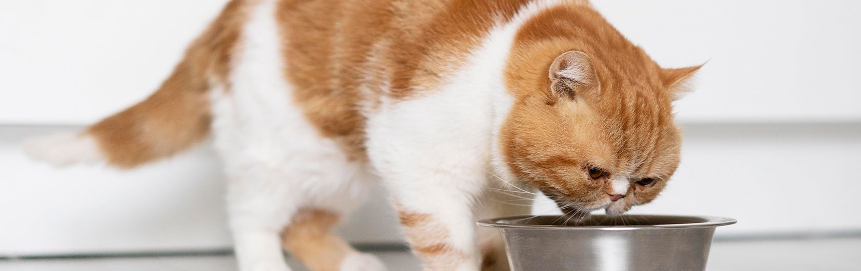 tipos de alimentos para gatos