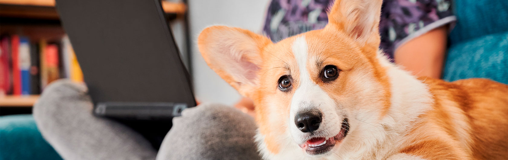 Recomendaciones para dueños primerizos de mascotas