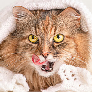 los dientes de los gatos miniatura