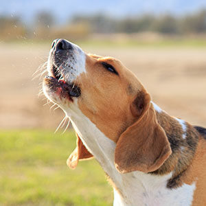 Ladridos de perros, algunos datos importantes y alimento para perros de calidad nutribon