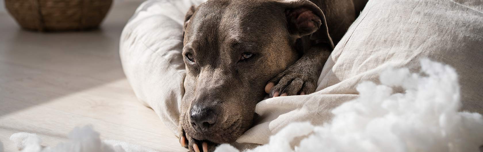 Como saber si nuestro perro tien dolor señales y sintomas