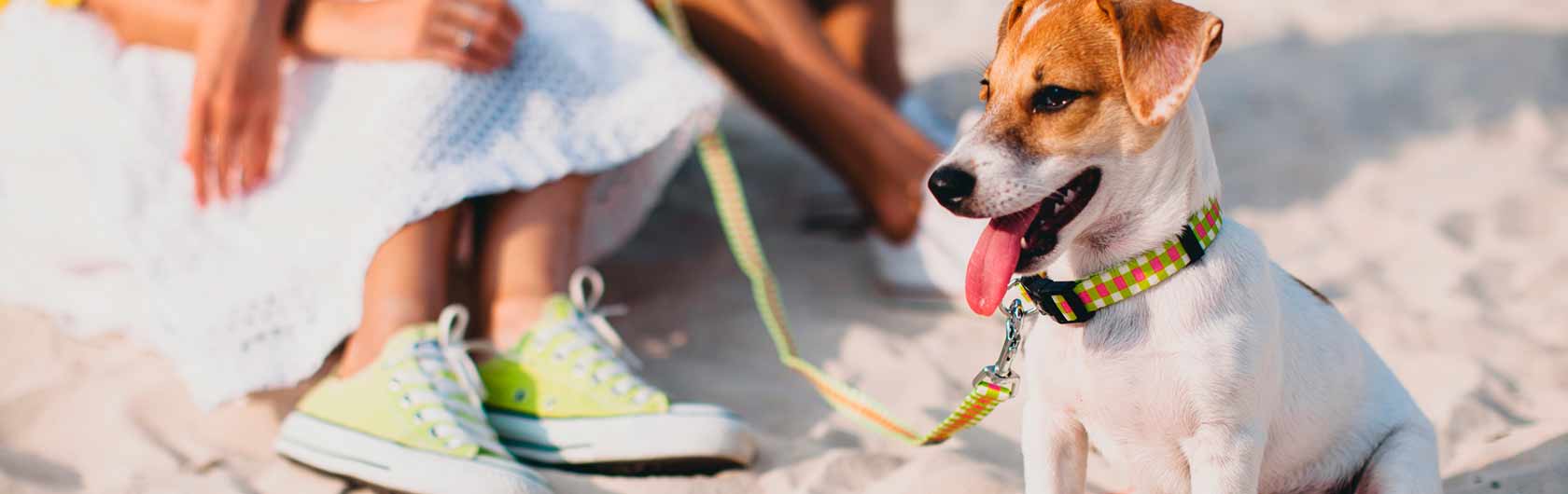 Llevar al perro en las vacaciones de verano
