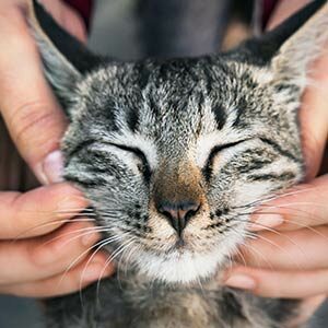 picadura de abeja en gatos