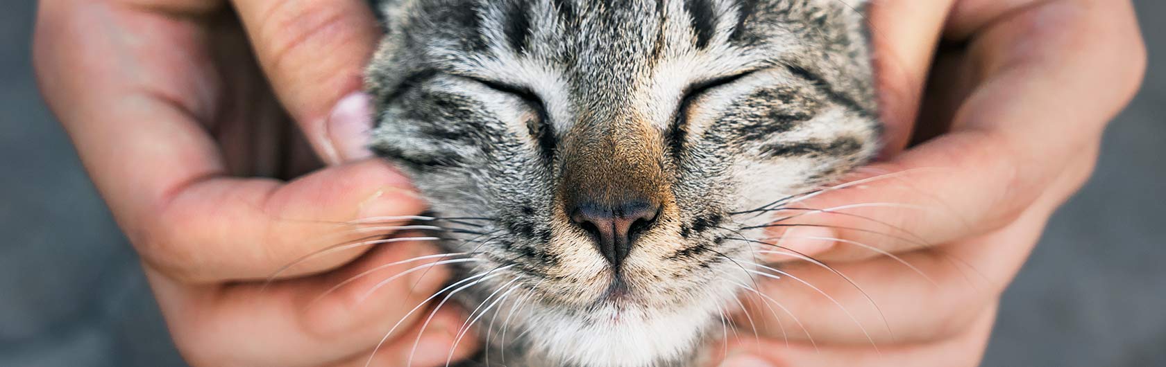 picadura de abeja en gatos
