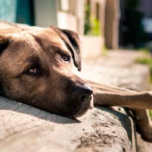 ¿Por qué los perros se acuestan al sol y comida para perros de calidad nutribon miniatura