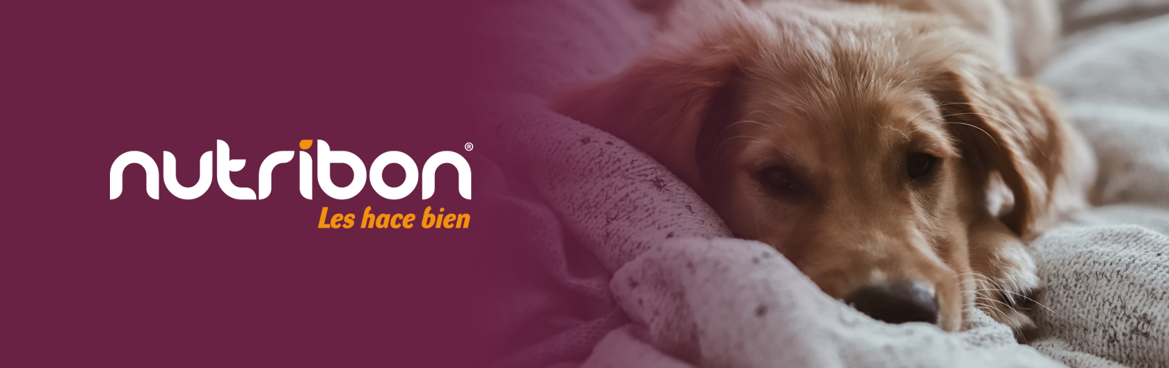 tips de cuidado de mascotas y alimento para mascotas nutribon