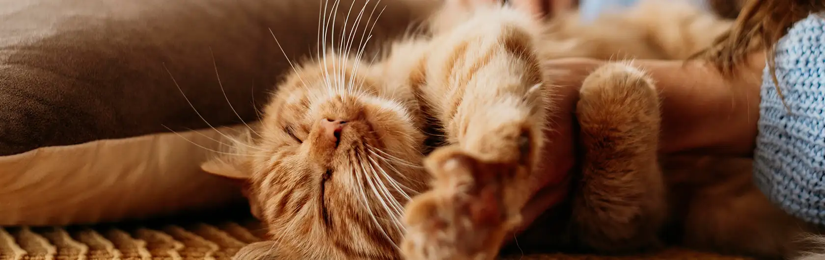 Enfermedades-Habituales-de-Gatos-Adultos-y-comida-para-gatos-de-calidad-nutribon