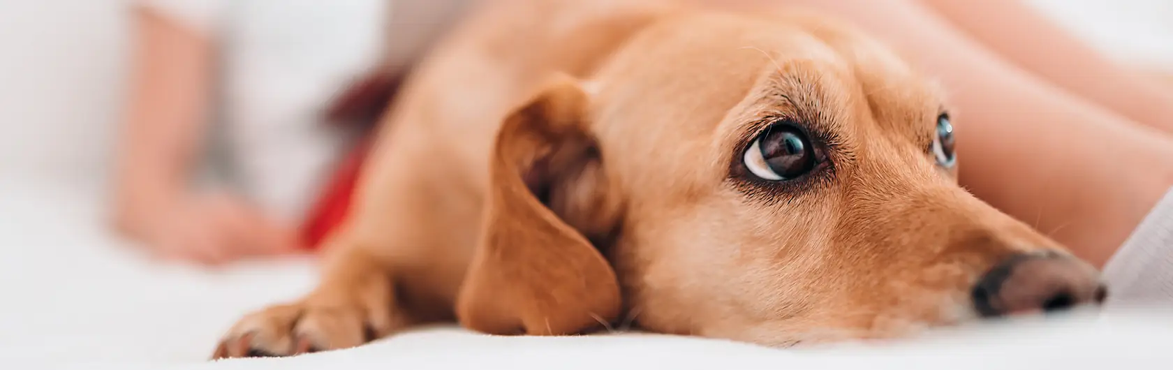 La-Sarna-en-Perros-Cómo-una-alimentación-adecuada-puede-ayudar-y-alimentos-para-perros-de-calidad-nutribon