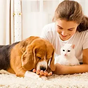 Navidad y Año Nuevo: Época de Miedos Intensos para Mascotas miniatura