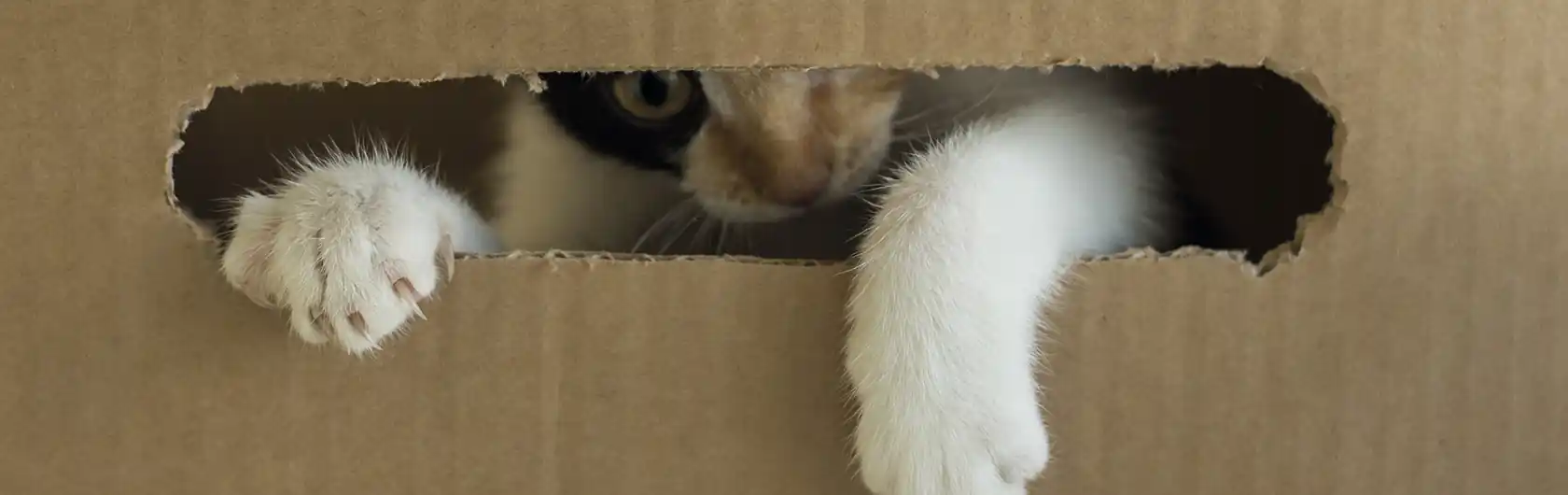 Por Qué a los Gatos les Encantan las Cajas Y alimento para mascotas de calidad nutribon