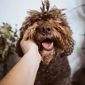Comida para perros y frecuencia de alimentación de calidad nutribon miniatura