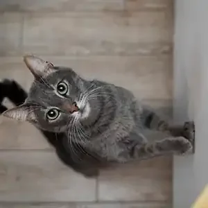 Nutrición felina y comida para gatos de calidad nutribon miniatura