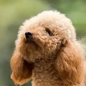 Nutrición y la salud de las mascotas: cuidando sus dientes y pelo y alimento para mascotas de calidad nutribon miniatura