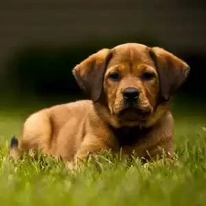 Por qué los perros comen césped y alimento para perros de calidad nutribon miniatura