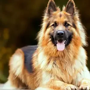 Nutrientes esenciales que no deben faltar en el alimento para perros y comida para perros de calidad nutribon miniatura