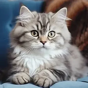 Diferentes Tipos de Comida para Gatos de calidad Nutribon miniatura