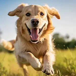 La Importancia de la Alimentación en el Comportamiento Canino y alimento para mascotas de calidad nutribon miniatura