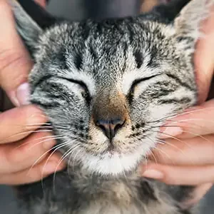 Protegiendo a Nuestras Mascotas y comida para mascotas de calidad nutribon miniatura