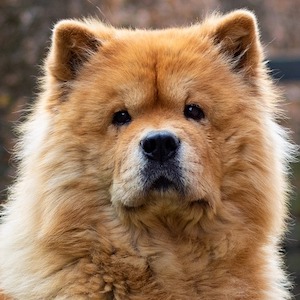 Chow Chow 2