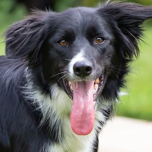 Border Collie 2