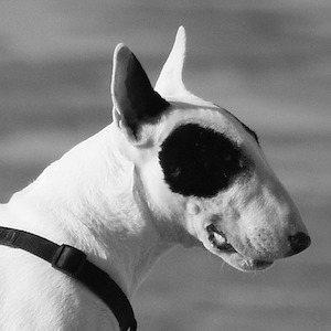 Bull Terrier miniatura
