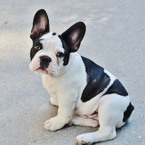 Bulldog Francés 2