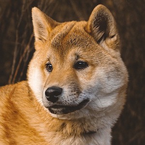 Shiba Inu 2