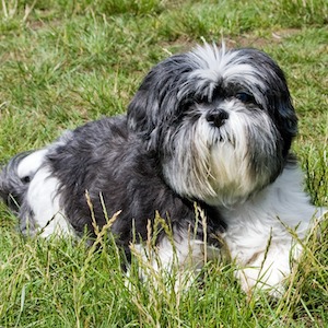 Shih Tzu 2