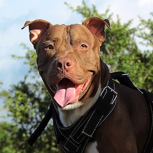 Pitbull Terrier Americano