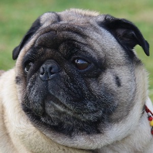 Perro Pug