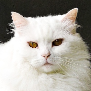 Gato Angora
